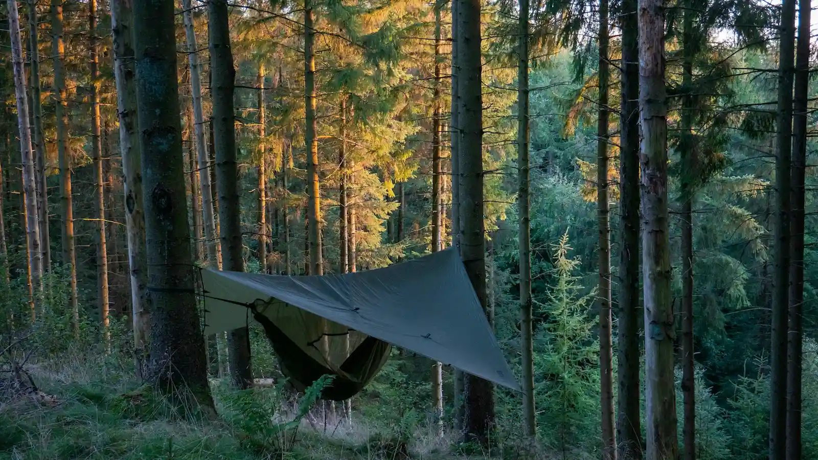 Tarp und Hängematte zwischen Bäumen im Wald aufgespannt – Symbolbild für Tarp aufbauen